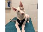 Adopt OJ a Australian Shepherd