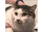 Adopt Harry a Domestic Medium Hair
