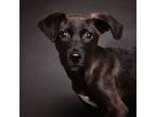 Adopt Butterfly a Mixed Breed