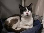 Adopt Storm a Snowshoe, Domestic Short Hair