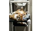 Adopt Calcifer a Domestic Short Hair