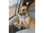 Adopt Pete a Retriever