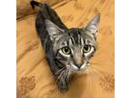 Adopt Bodie a Domestic Short Hair