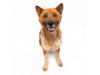 Adopt Silverado a Mixed Breed, Chow Chow