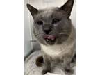 Adopt Salvator a Siamese