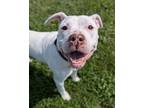 Adopt Carlton a Pit Bull Terrier