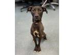 Adopt Chocolate Truffle a Pit Bull Terrier