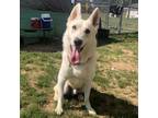 Adopt Niko a Husky, Shepherd