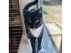 Adopt Skeeter a Domestic Short Hair