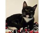Adopt Dishwasher a Domestic Short Hair
