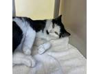Adopt Clipboard a Domestic Short Hair