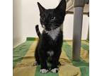 Adopt Timm a Domestic Short Hair