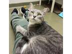 Adopt McQueen a Domestic Short Hair