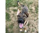 Adopt Hunter a Shepherd
