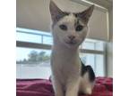 Adopt Gatsby a Domestic Short Hair