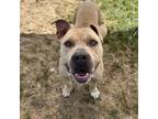 Adopt Dozer a Pit Bull Terrier