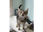 Adopt Brando a Domestic Short Hair