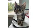 Adopt Bogart a Domestic Short Hair
