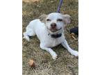 Adopt Bing a Mixed Breed