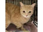 Adopt Cheddar a Domestic Short Hair