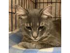 Adopt Billy a Domestic Medium Hair