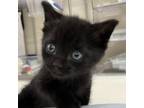 Adopt Rubble a Domestic Short Hair