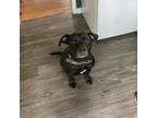 Adopt Bagheera a Mixed Breed