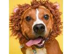 Adopt Tate a Mixed Breed