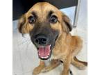 Adopt Denali a Shepherd, Retriever