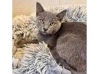 Adopt Shampoo a Domestic Short Hair