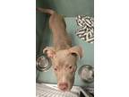 Adopt Chandler a Pit Bull Terrier, Hound
