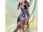 Adopt Bowie FKA Bryan Russell a Hound