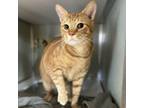 Adopt Sylvester Chonk a Domestic Short Hair