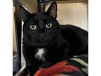 Adopt Knight a Domestic Short Hair