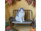 Adopt Poblano a Domestic Long Hair