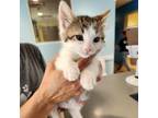 Adopt Harry Styles a Domestic Short Hair
