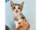 Adopt Niall Horan a Domestic Short Hair