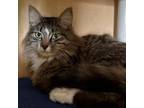 Adopt Damian a Domestic Long Hair