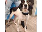Adopt Canned Asparagus a Hound
