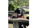 Adopt Dayton a Labrador Retriever, Hound