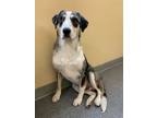 Adopt Benji a Australian Shepherd