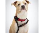Adopt Casper a Pit Bull Terrier