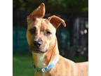 Adopt Toby a Feist, Mixed Breed