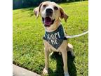 Adopt Roscoe a Labrador Retriever, Mountain Cur