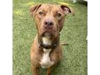 Adopt Tyson a Pit Bull Terrier