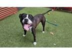 Adopt Iggy a Pit Bull Terrier, Mixed Breed