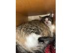 Adopt Pogo a Domestic Long Hair, Domestic Short Hair