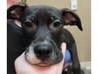 Adopt Harvey a Mixed Breed