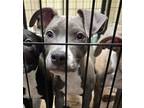 Adopt Nelson a Mixed Breed