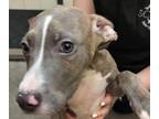 Adopt Heathcliff a Mixed Breed